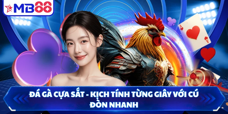 Đá Gà Cựa Sắt - Kịch Tính Từng Giây Với Cú Đòn Nhanh